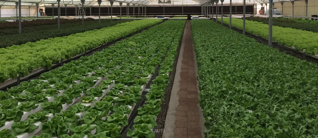 Nft Greenhouse Hydroponic Equipment Plastic Nft Channel System for Leafy Greens Herbs Lettuce