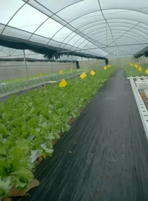 緑の植物のための屋内商用水耕NFTチャネル成長システム